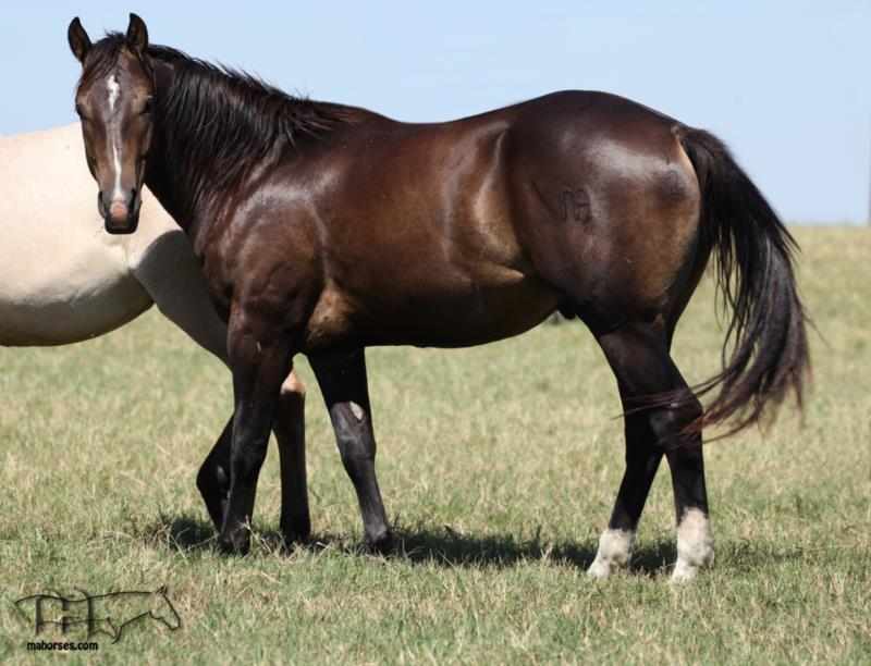 Hancocks Rain Bonnet's 2022 Colt